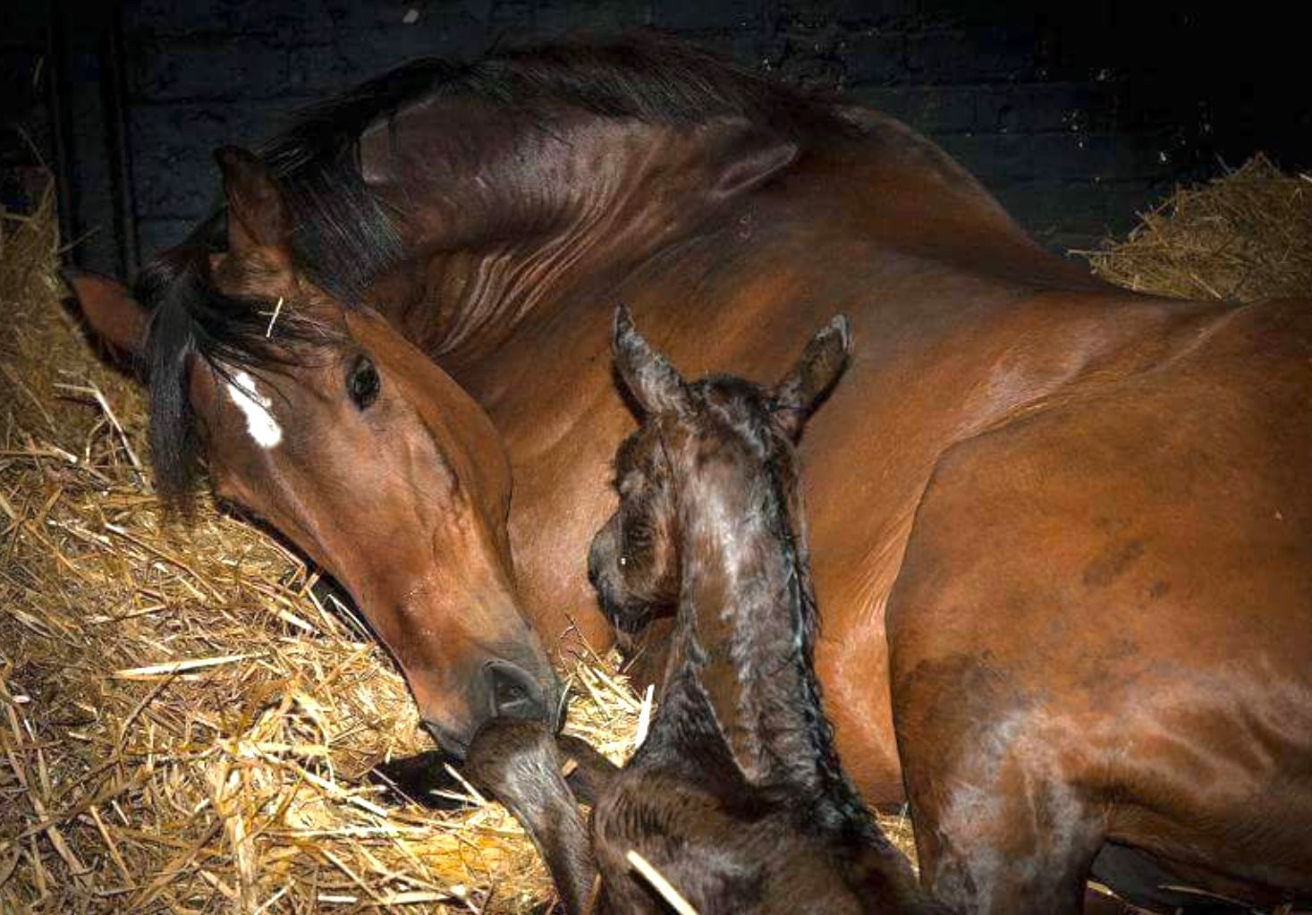 Touching first moments between a mare and her new born foal